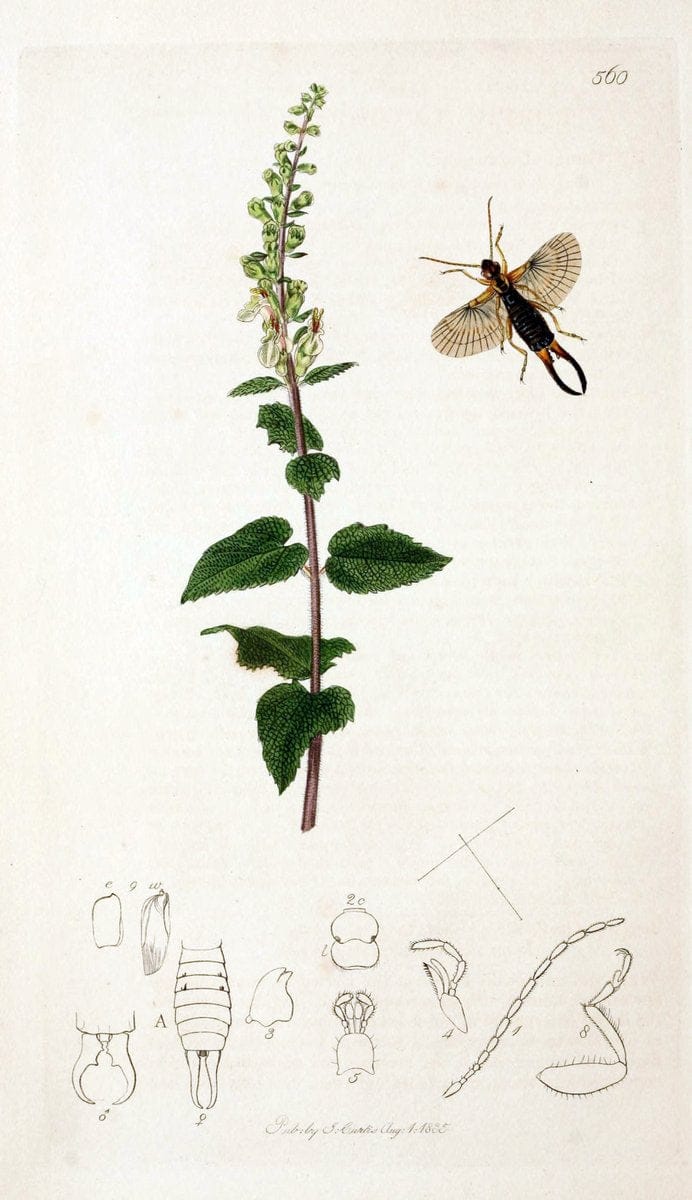 British entomology;.London,Printed for the author,1823-40.  | Botany "Great Britain" Insects "Pictorial works" | Vintage Print Reproduction 464034