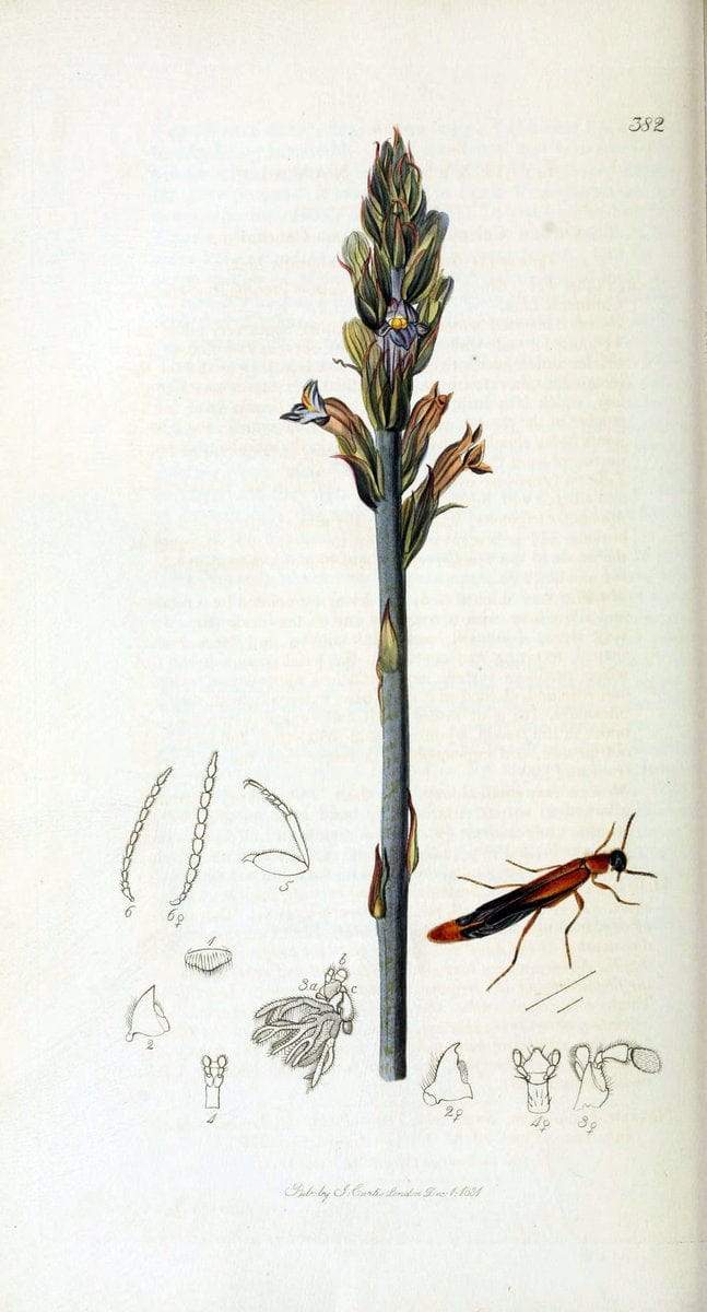 British entomology. v.2London,Printed for the author,1823-40. |  | Vintage Print Reproduction 464042