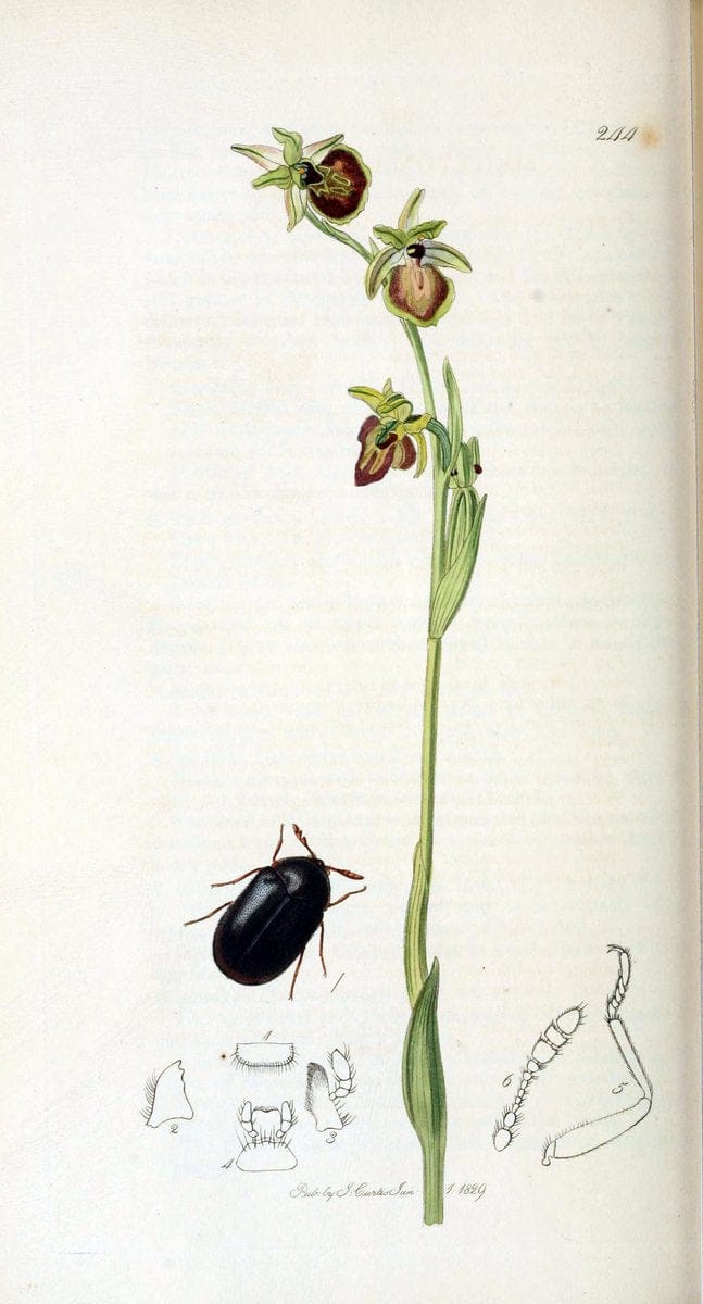 British entomology. v.2London,Printed for the author,1823-40. |  | Vintage Print Reproduction 464053