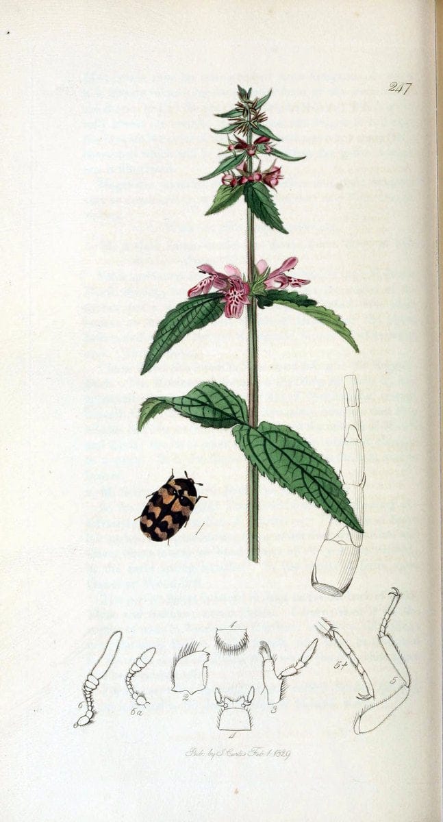 British entomology. v.2London,Printed for the author,1823-40. |  | Vintage Print Reproduction 464054