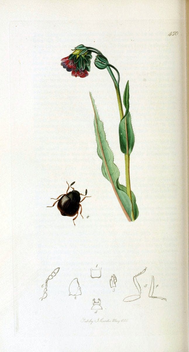 British entomology. v.2London,Printed for the author,1823-40. |  | Vintage Print Reproduction 464055