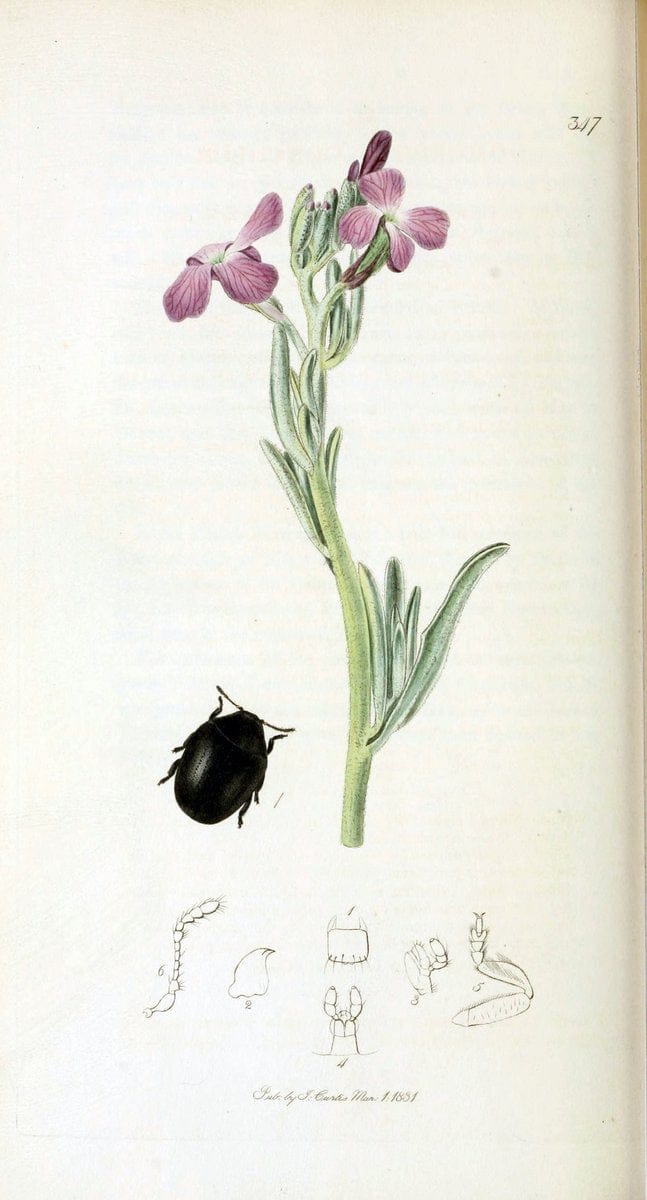 British entomology. v.2London,Printed for the author,1823-40. |  | Vintage Print Reproduction 464057