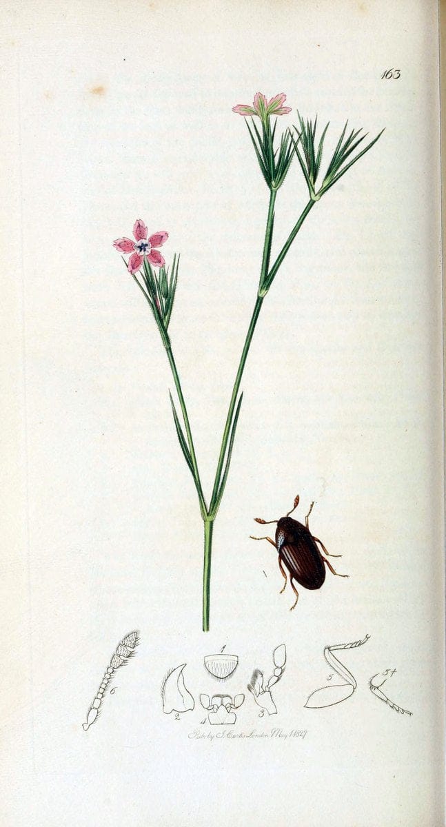 British entomology. v.2London,Printed for the author,1823-40. |  | Vintage Print Reproduction 464060