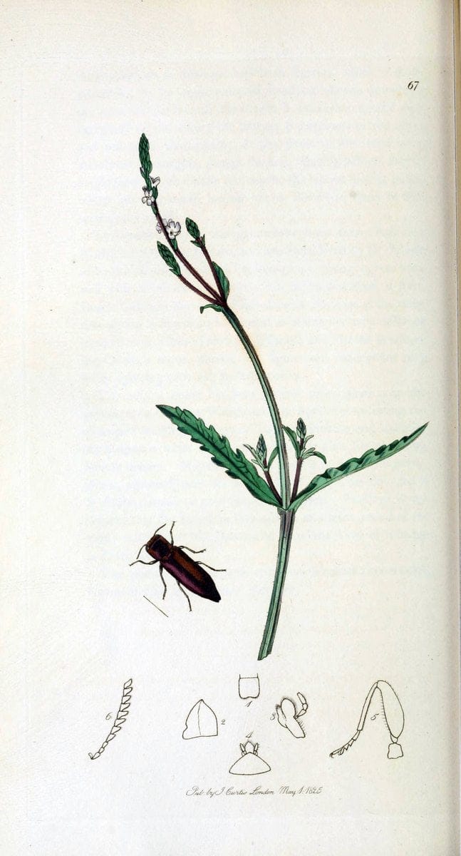 British entomology. v.2London,Printed for the author,1823-40. |  | Vintage Print Reproduction 464064