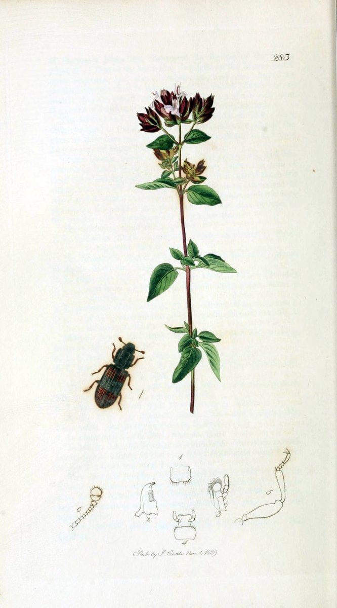 British entomology. v.2London,Printed for the author,1823-40. |  | Vintage Print Reproduction 464073