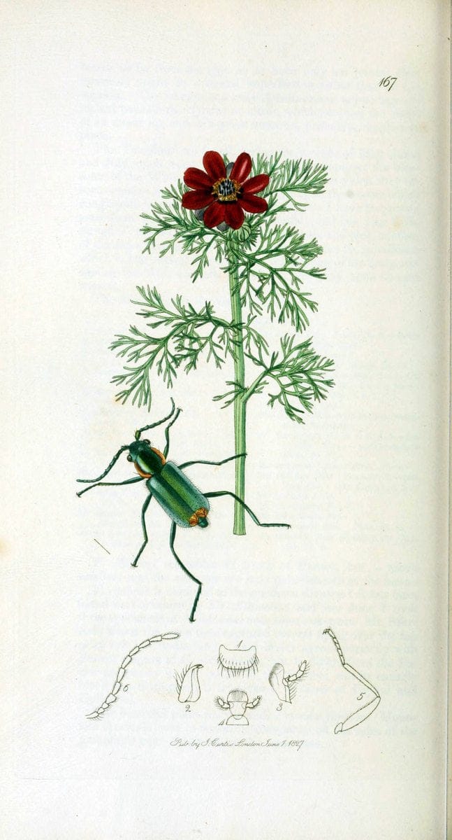 British entomology. v.2London,Printed for the author,1823-40. |  | Vintage Print Reproduction 464074