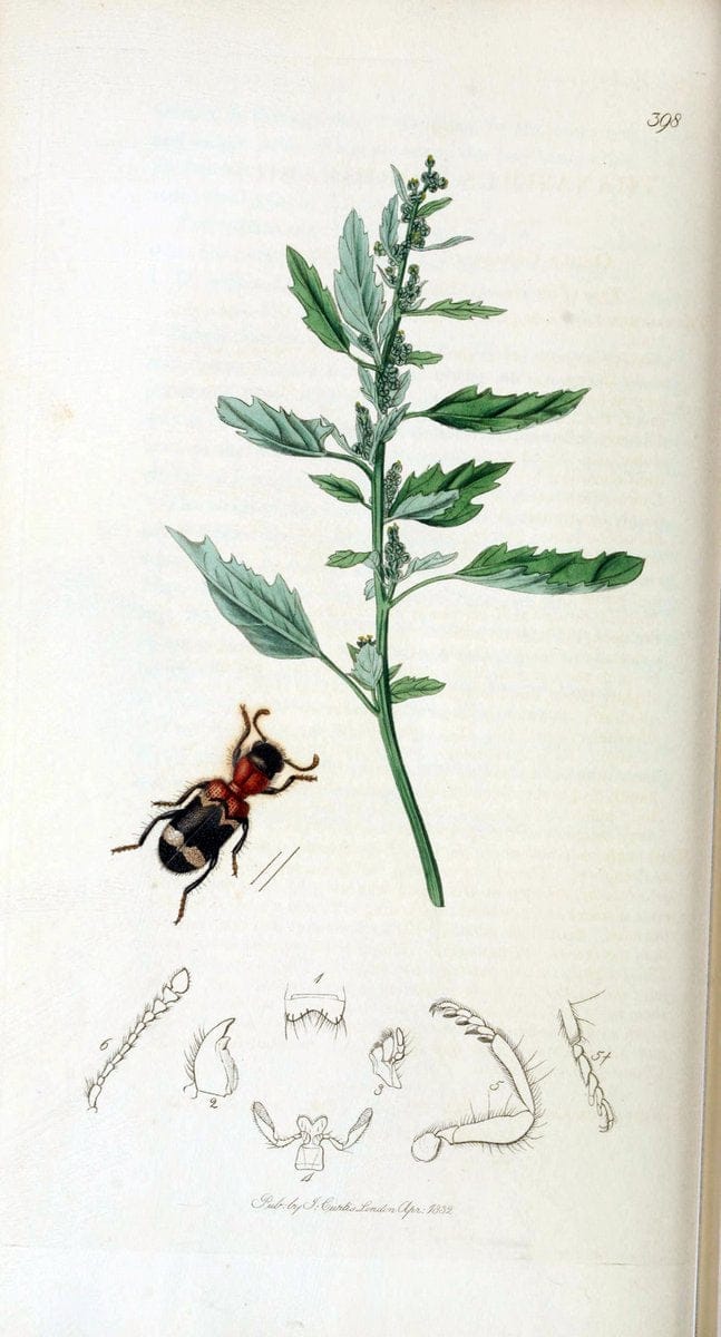 British entomology. v.2London,Printed for the author,1823-40. |  | Vintage Print Reproduction 464077
