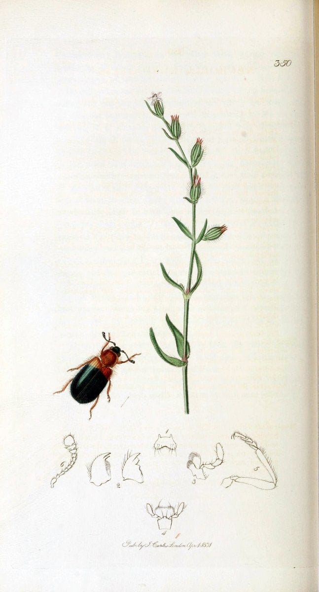 British entomology. v.2London,Printed for the author,1823-40. |  | Vintage Print Reproduction 464079