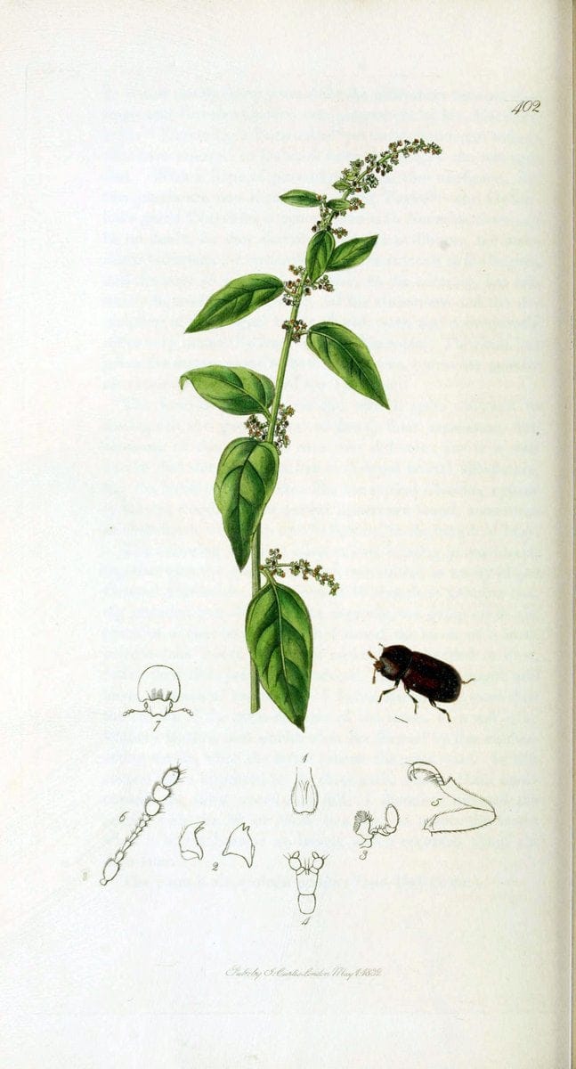 British entomology. v.2London,Printed for the author,1823-40. |  | Vintage Print Reproduction 464081