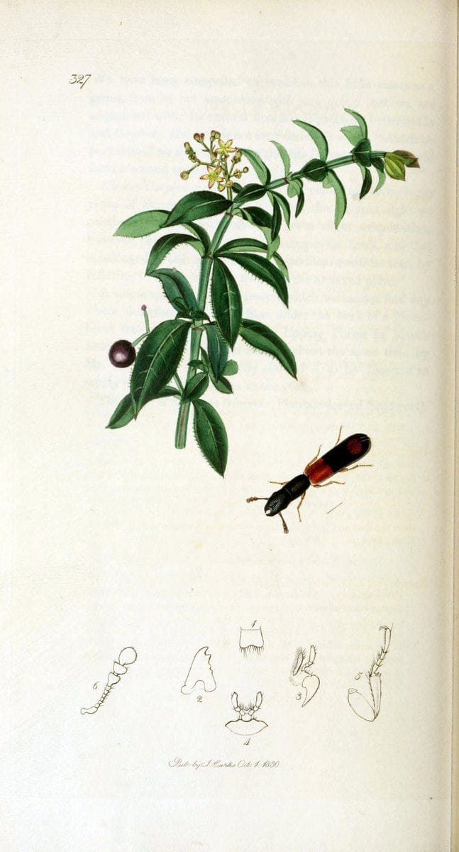 British entomology. v.2London,Printed for the author,1823-40. |  | Vintage Print Reproduction 464083