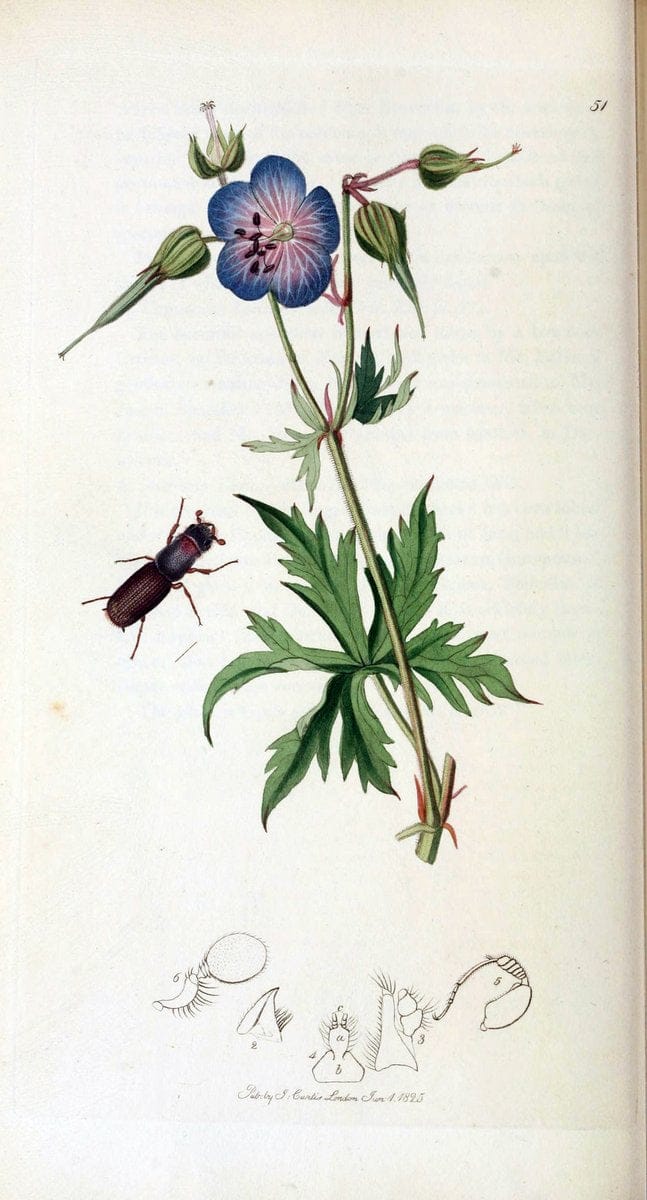 British entomology. v.2London,Printed for the author,1823-40. |  | Vintage Print Reproduction 464086