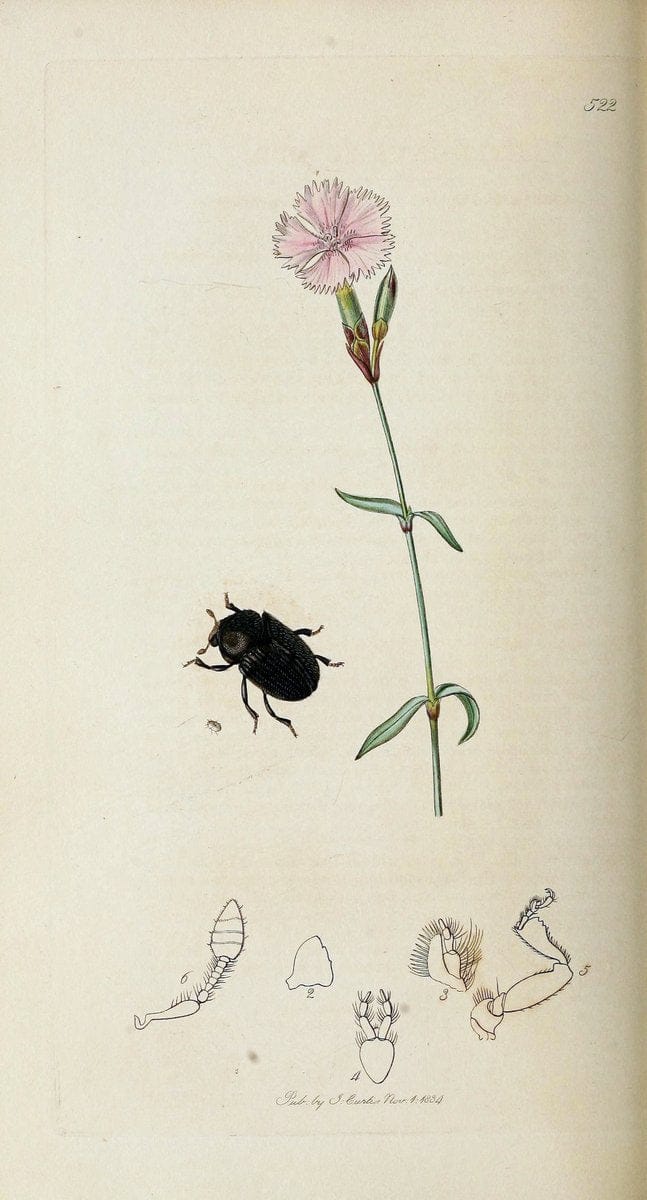 British entomology. v.2London,Printed for the author,1823-40. |  | Vintage Print Reproduction 464088