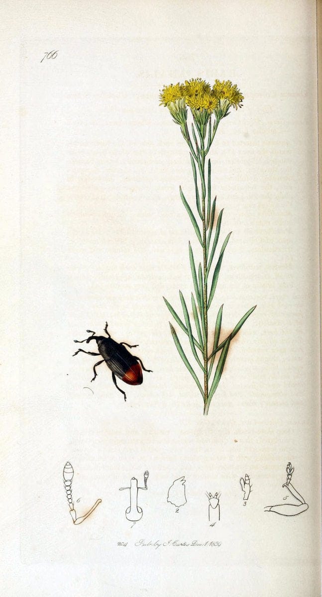 British entomology. v.2London,Printed for the author,1823-40. |  | Vintage Print Reproduction 464090