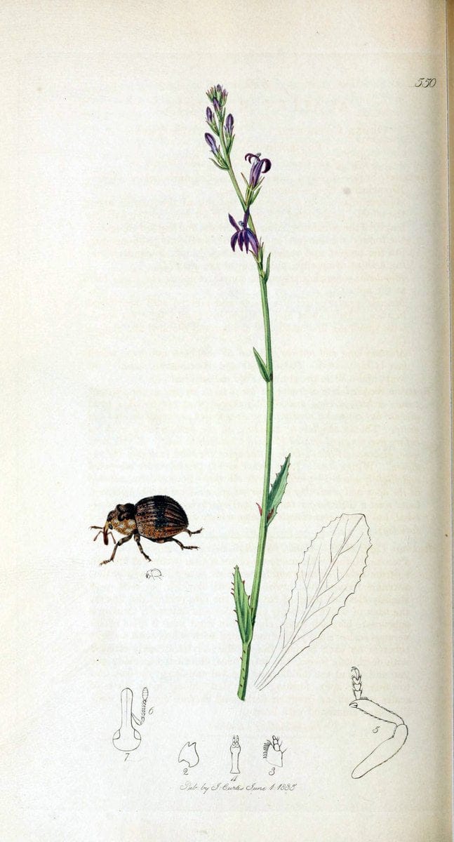 British entomology. v.2London,Printed for the author,1823-40. |  | Vintage Print Reproduction 464097