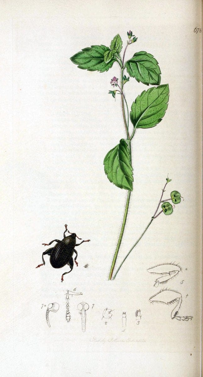 British entomology. v.2London,Printed for the author,1823-40. |  | Vintage Print Reproduction 464098