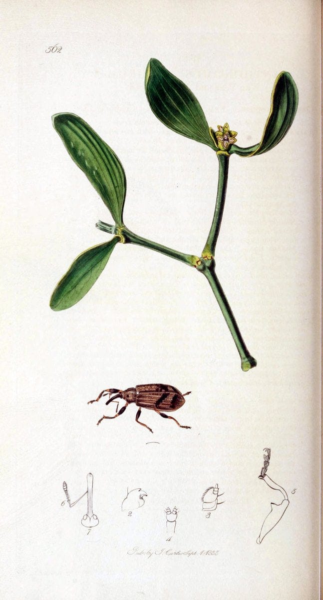British entomology. v.2London,Printed for the author,1823-40. |  | Vintage Print Reproduction 464099
