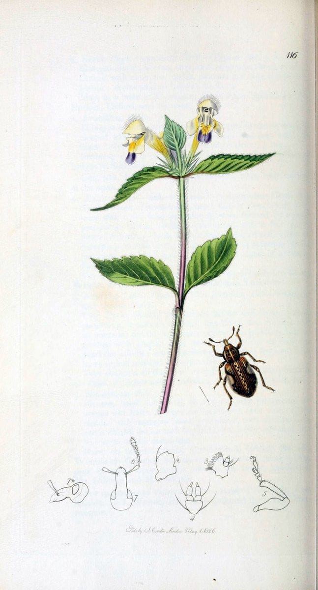 British entomology. v.2London,Printed for the author,1823-40. |  | Vintage Print Reproduction 464101