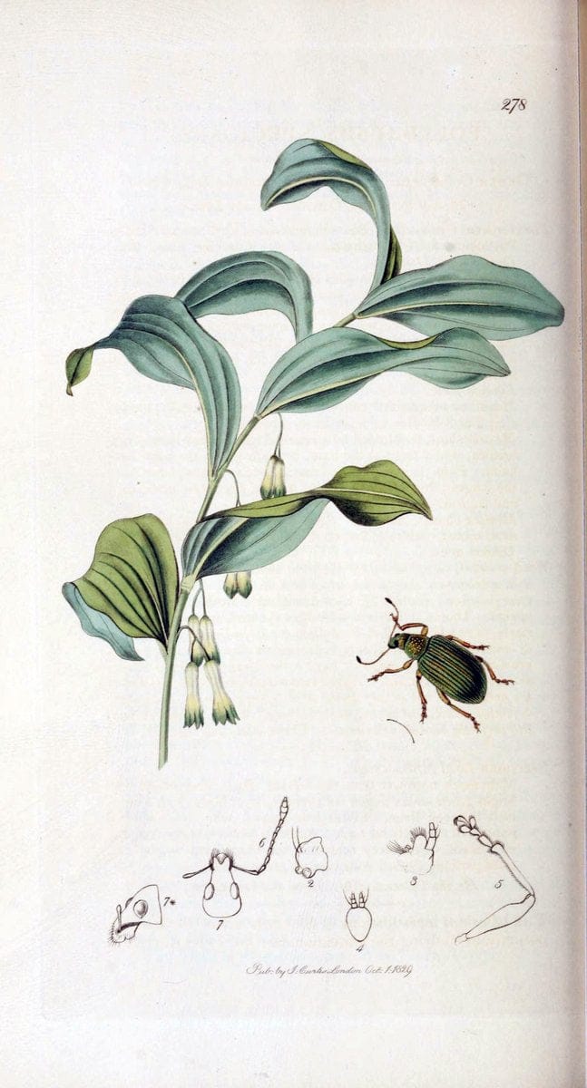British entomology. v.2London,Printed for the author,1823-40. |  | Vintage Print Reproduction 464103
