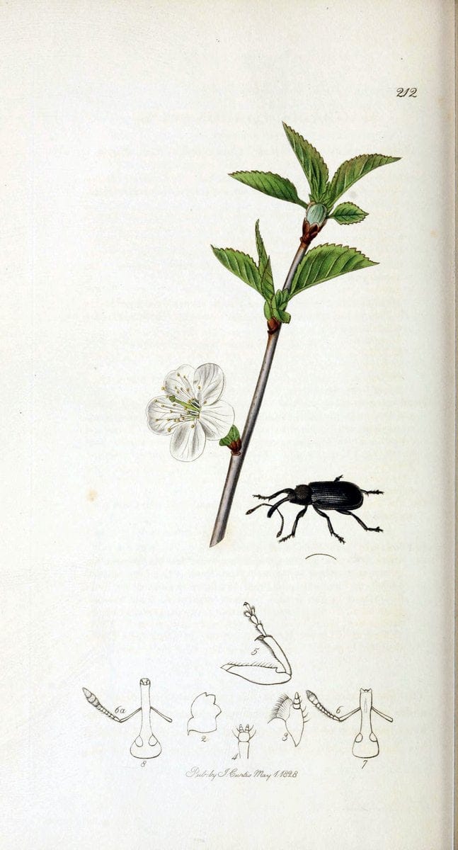 British entomology. v.2London,Printed for the author,1823-40. |  | Vintage Print Reproduction 464105