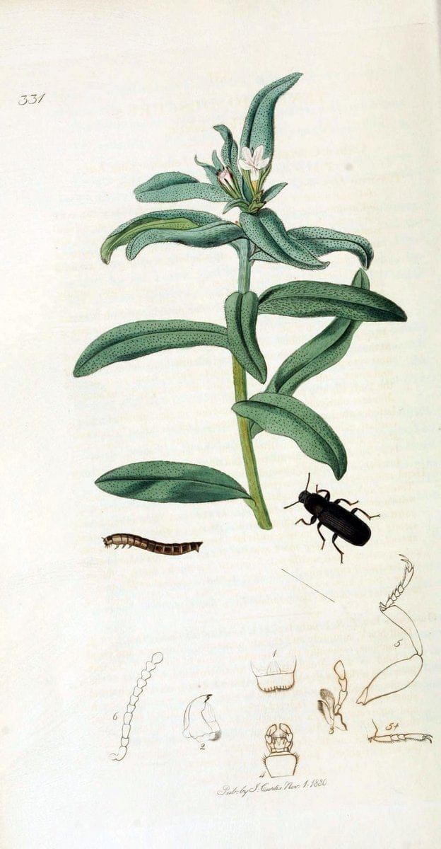 British entomology. v.2London,Printed for the author,1823-40. |  | Vintage Print Reproduction 464106