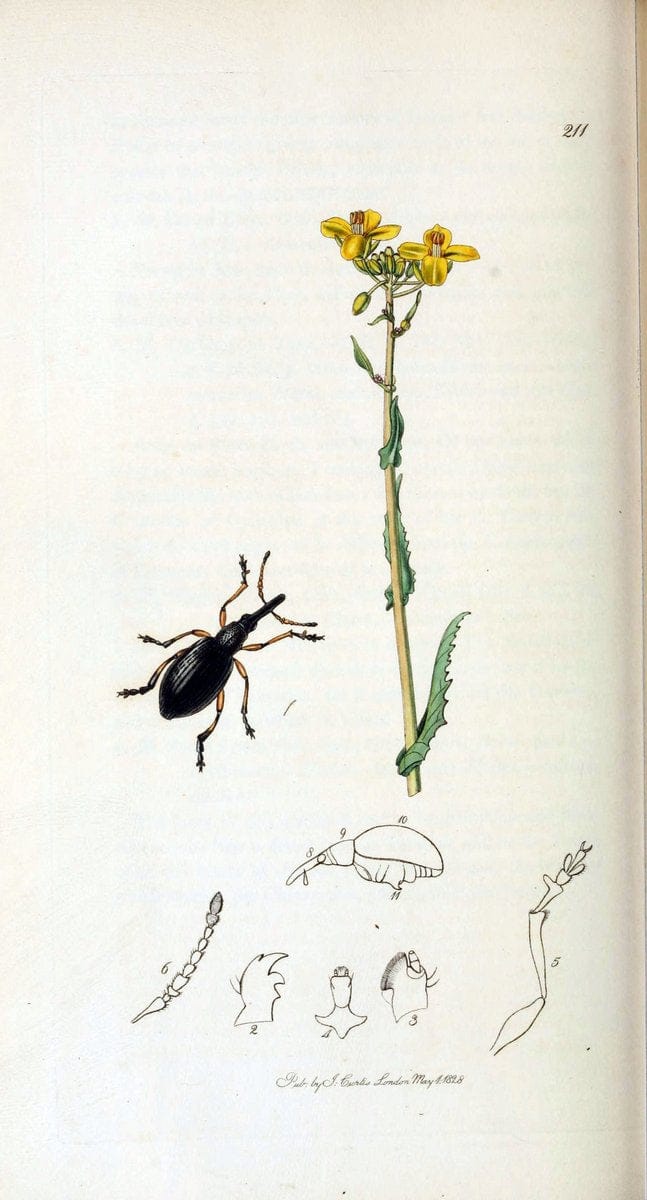 British entomology. v.2London,Printed for the author,1823-40. |  | Vintage Print Reproduction 464107