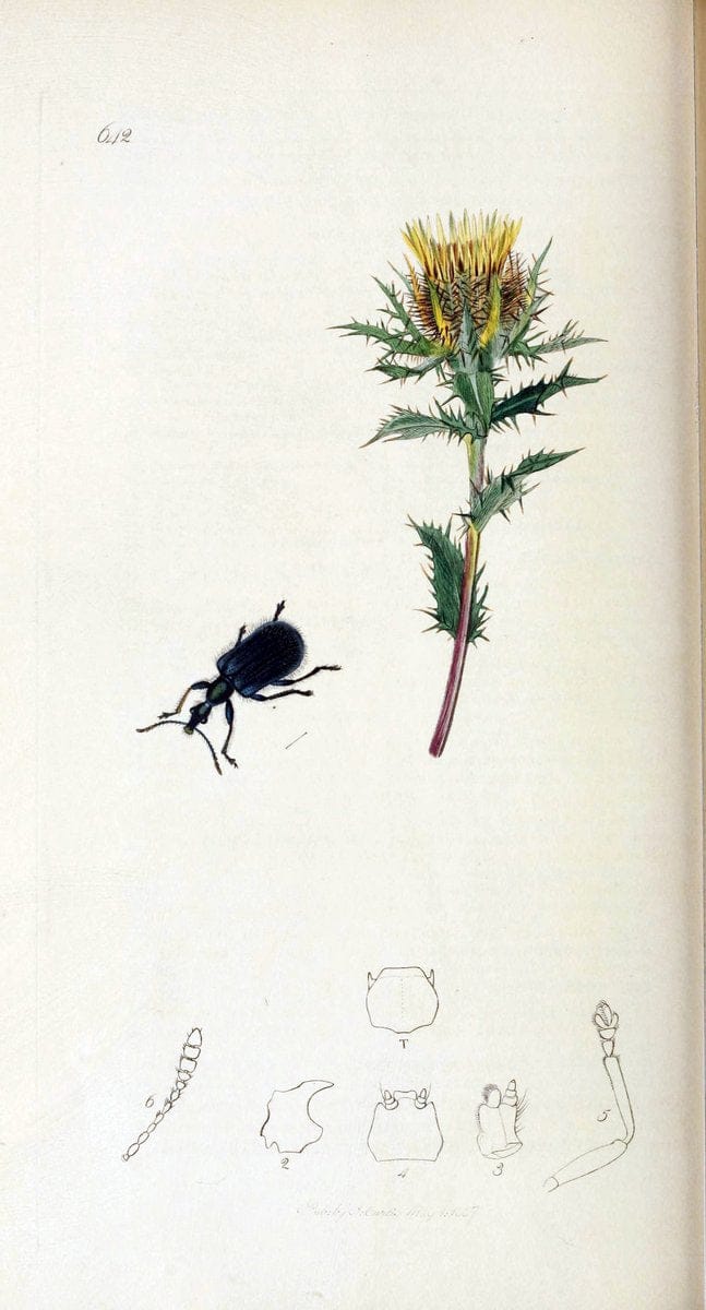British entomology. v.2London,Printed for the author,1823-40. |  | Vintage Print Reproduction 464108