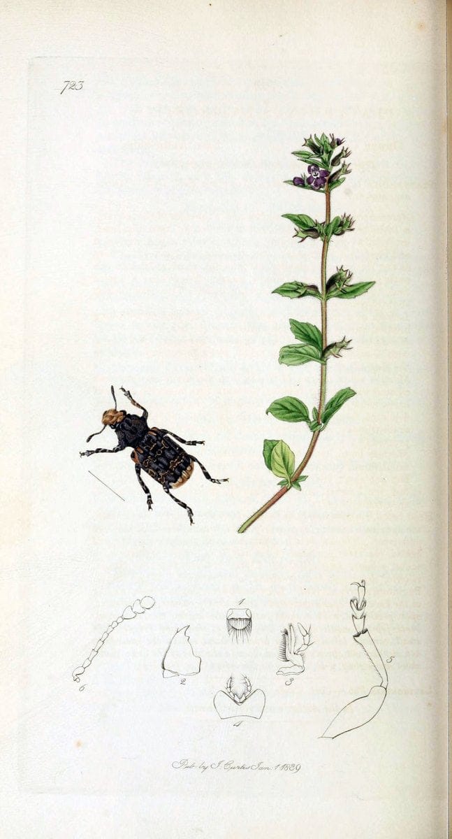British entomology. v.2London,Printed for the author,1823-40. |  | Vintage Print Reproduction 464111