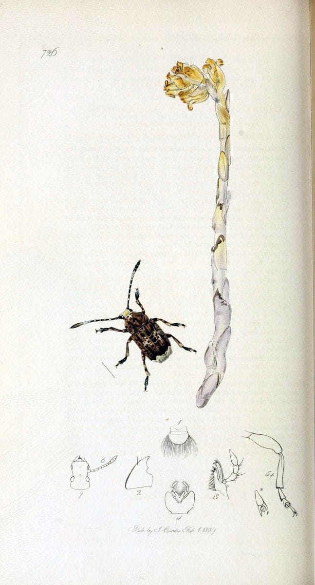 British entomology. v.2London,Printed for the author,1823-40. |  | Vintage Print Reproduction 464112