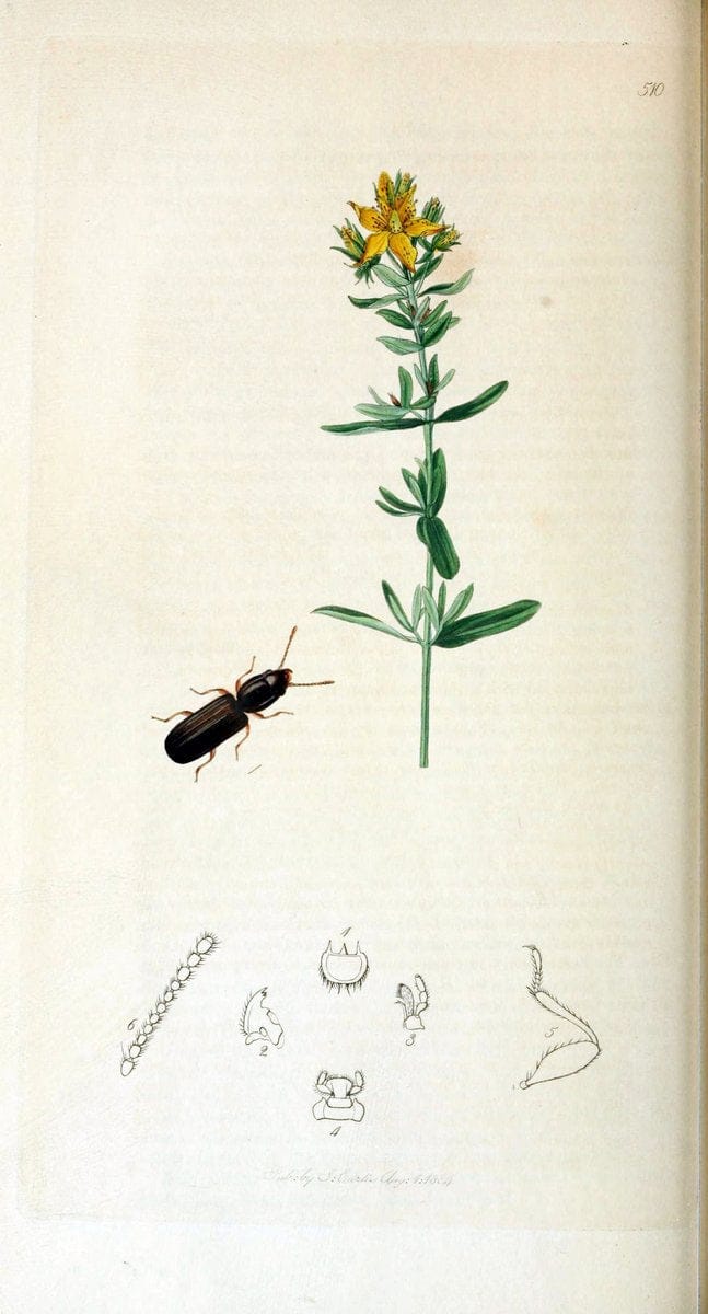 British entomology. v.2London,Printed for the author,1823-40. |  | Vintage Print Reproduction 464115