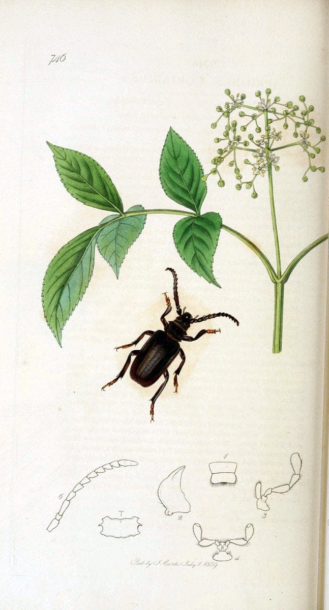 British entomology. v.2London,Printed for the author,1823-40. |  | Vintage Print Reproduction 464116