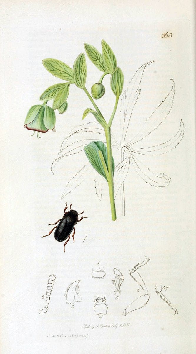 British entomology. v.2London,Printed for the author,1823-40. |  | Vintage Print Reproduction 464117