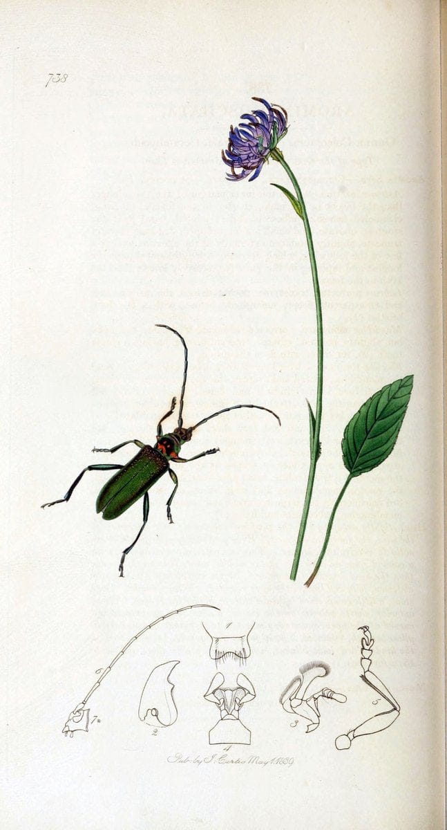 British entomology. v.2London,Printed for the author,1823-40. |  | Vintage Print Reproduction 464118