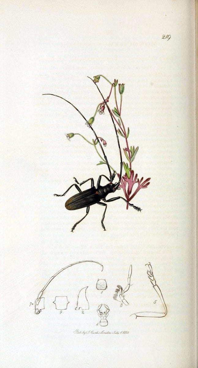 British entomology. v.2London,Printed for the author,1823-40. |  | Vintage Print Reproduction 464119