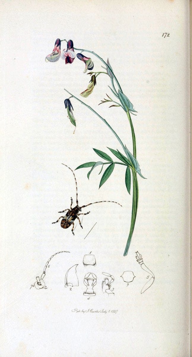 British entomology. v.2London,Printed for the author,1823-40. |  | Vintage Print Reproduction 464120