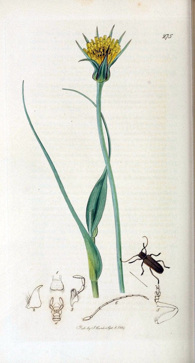 British entomology. v.2London,Printed for the author,1823-40. |  | Vintage Print Reproduction 464121