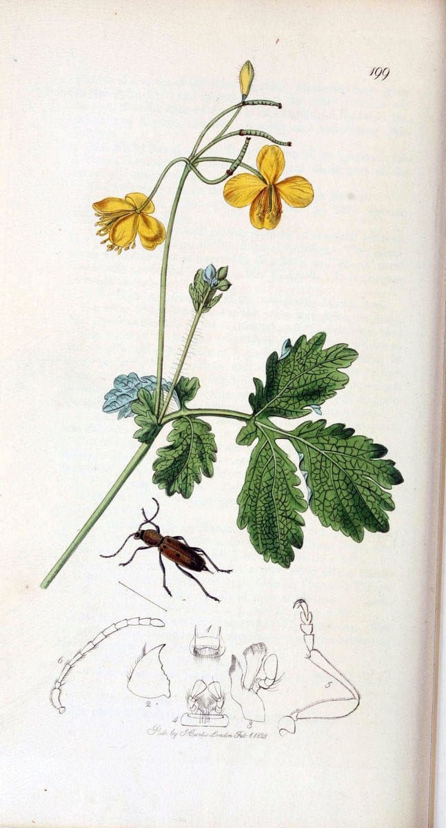 British entomology. v.2London,Printed for the author,1823-40. |  | Vintage Print Reproduction 464123