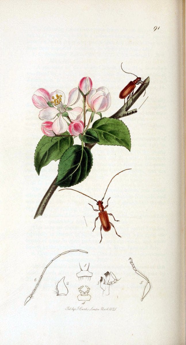 British entomology. v.2London,Printed for the author,1823-40. |  | Vintage Print Reproduction 464124
