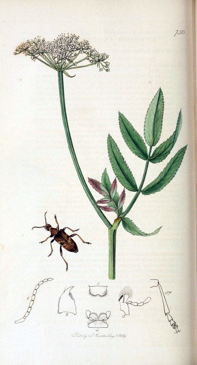 British entomology. v.2London,Printed for the author,1823-40. |  | Vintage Print Reproduction 464126