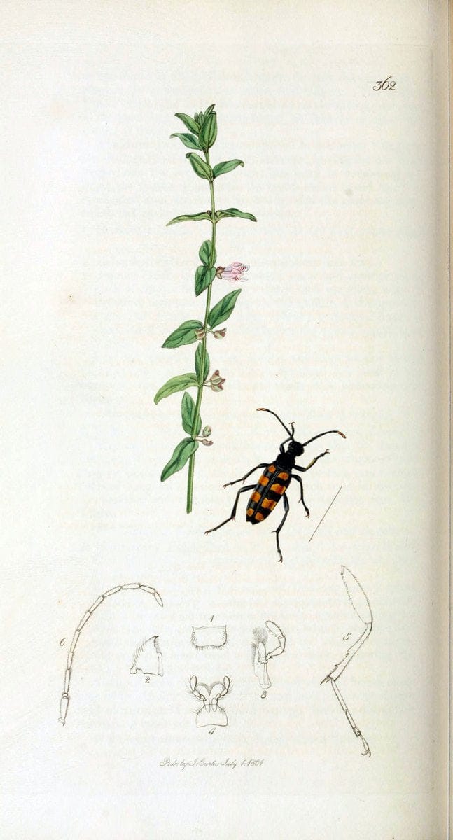British entomology. v.2London,Printed for the author,1823-40. |  | Vintage Print Reproduction 464127