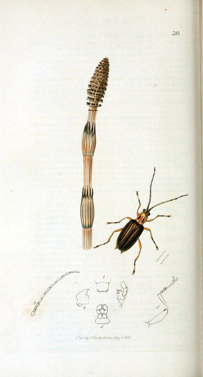 British entomology. v.2London,Printed for the author,1823-40. |  | Vintage Print Reproduction 464130