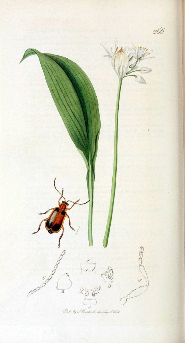 British entomology. v.2London,Printed for the author,1823-40. |  | Vintage Print Reproduction 464134