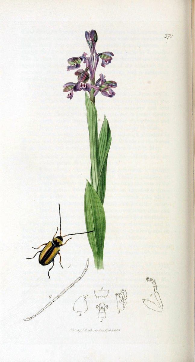 British entomology. v.2London,Printed for the author,1823-40. |  | Vintage Print Reproduction 464135
