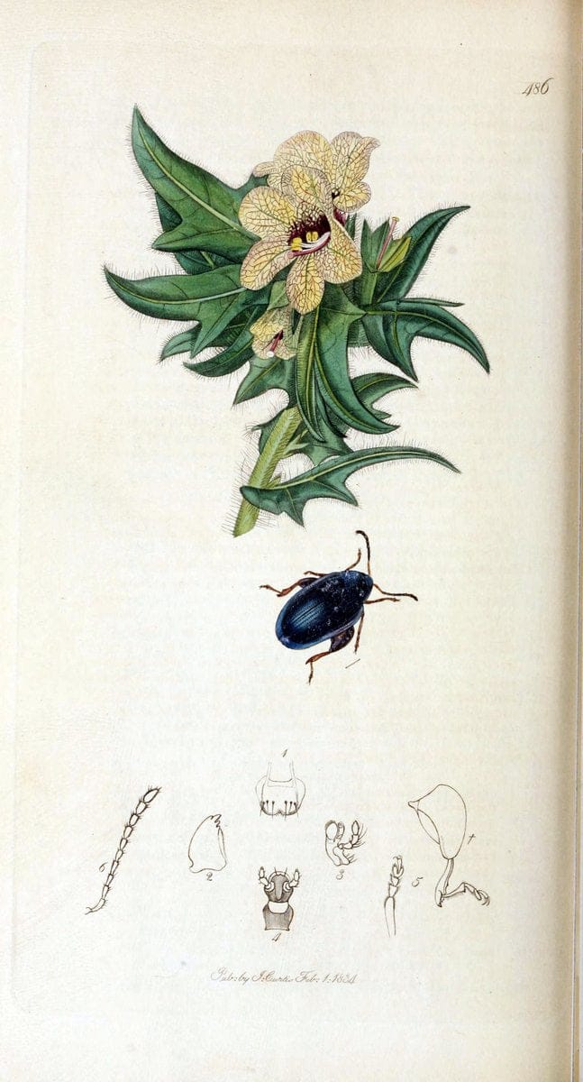 British entomology. v.2London,Printed for the author,1823-40. |  | Vintage Print Reproduction 464137