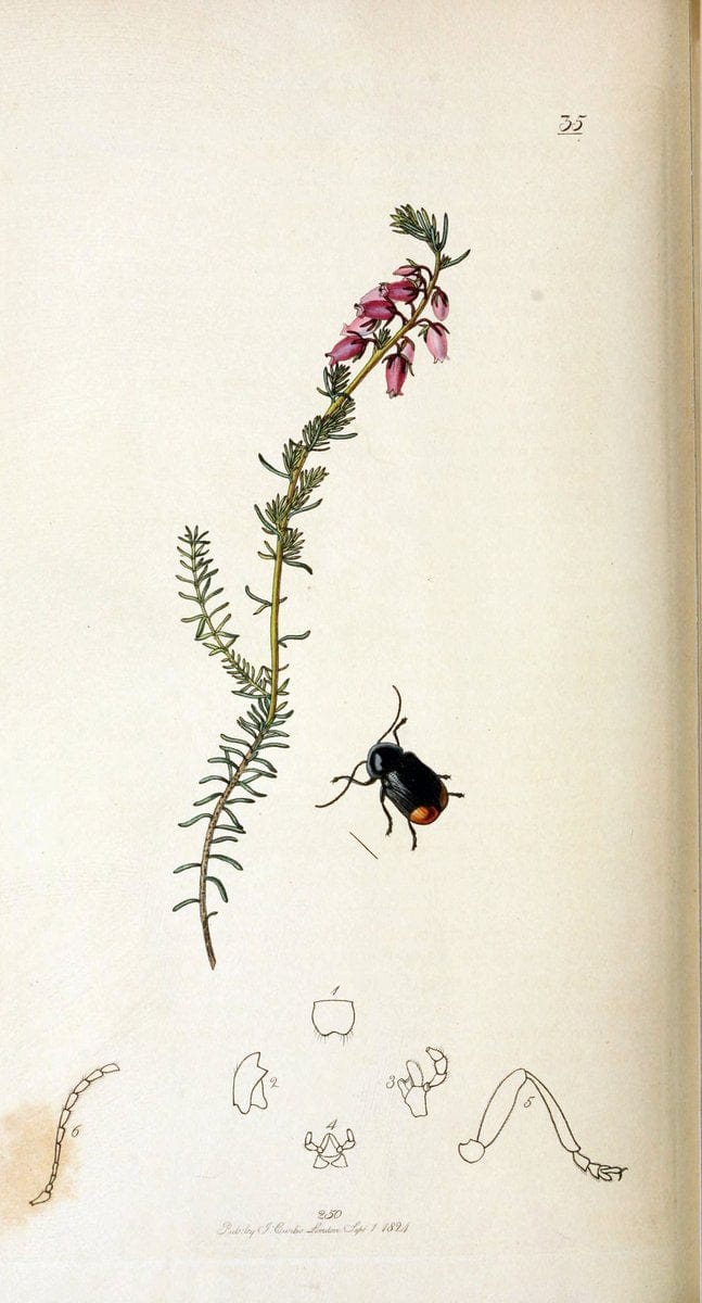 British entomology. v.2London,Printed for the author,1823-40. |  | Vintage Print Reproduction 464141