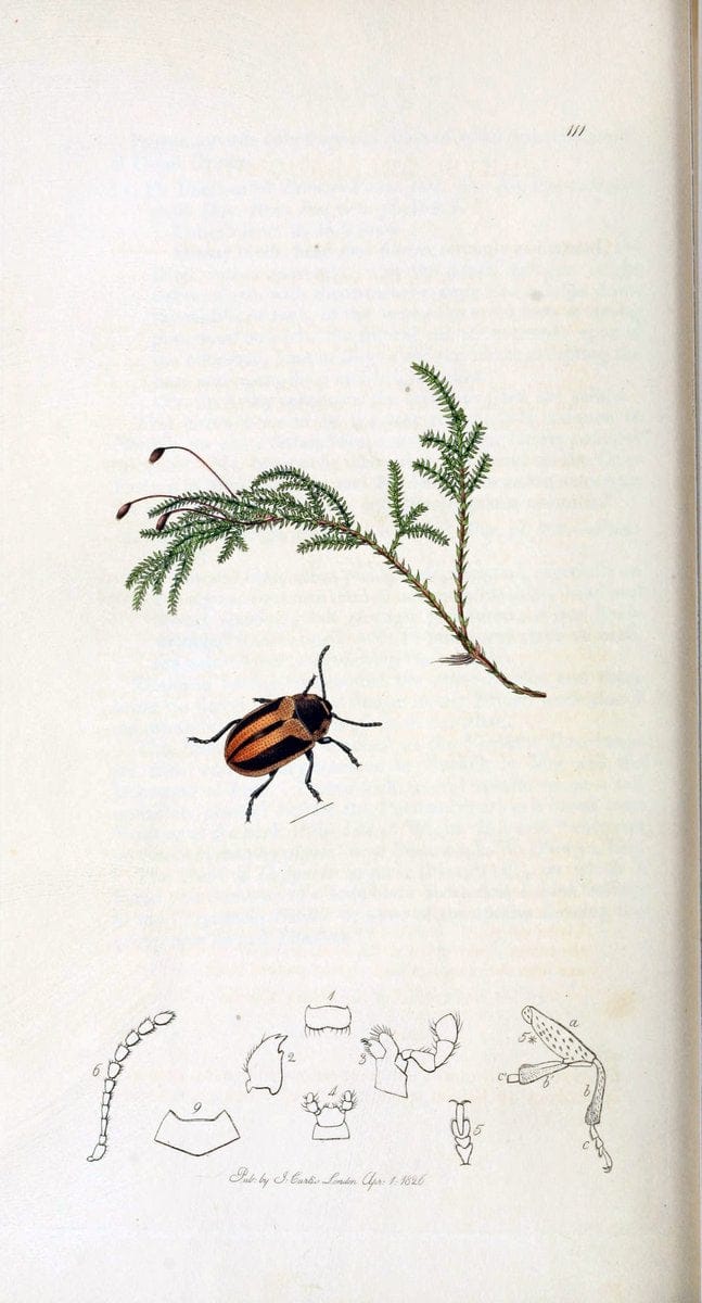 British entomology. v.2London,Printed for the author,1823-40. |  | Vintage Print Reproduction 464143