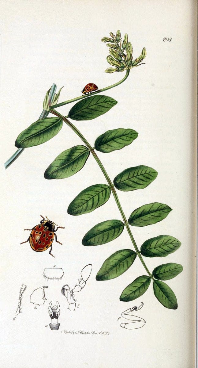 British entomology. v.2London,Printed for the author,1823-40. |  | Vintage Print Reproduction 464145