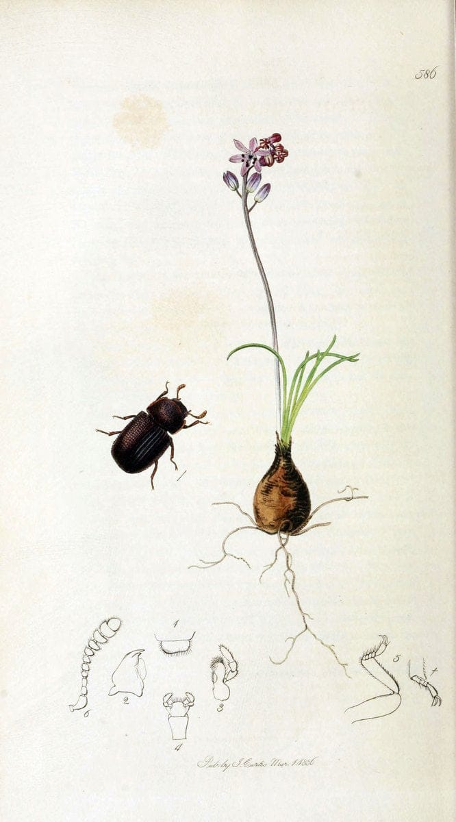 British entomology. v.2London,Printed for the author,1823-40. |  | Vintage Print Reproduction 464148