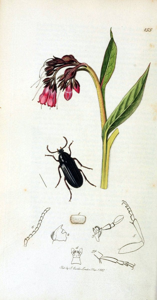 British entomology. v.2London,Printed for the author,1823-40. |  | Vintage Print Reproduction 464151