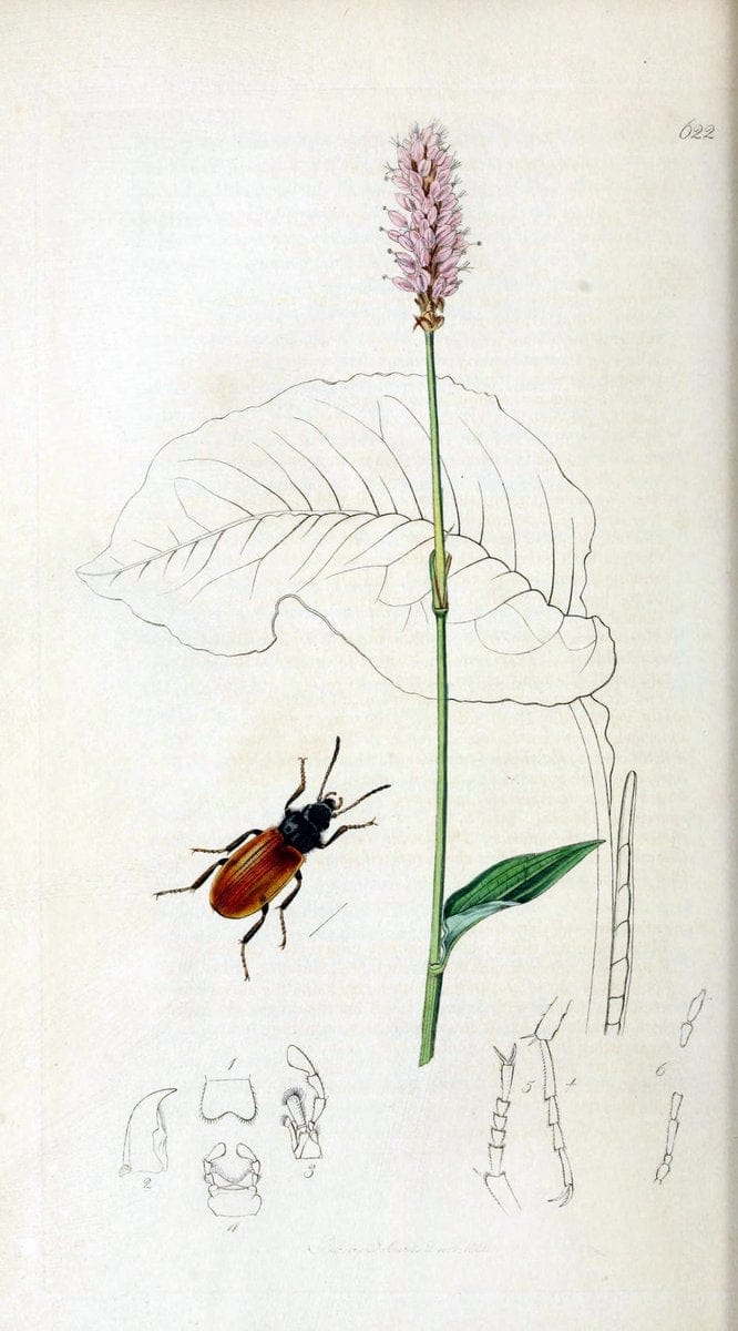British entomology. v.2London,Printed for the author,1823-40. |  | Vintage Print Reproduction 464152
