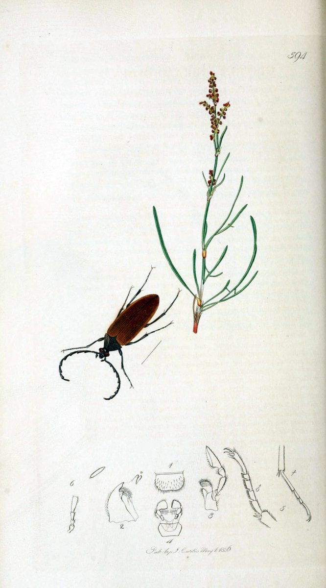 British entomology. v.2London,Printed for the author,1823-40. |  | Vintage Print Reproduction 464153